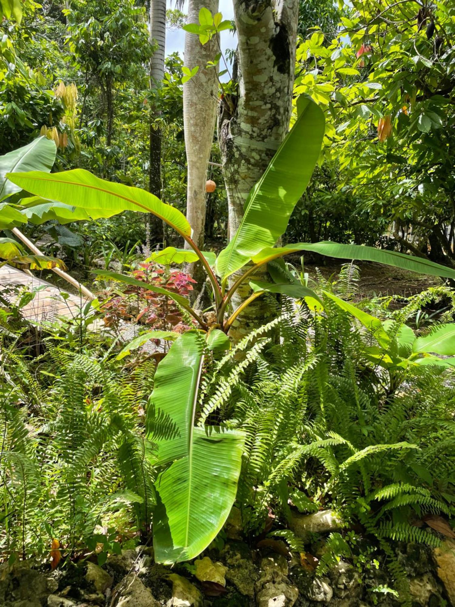 Rancho Romana Ecolodge Park V-01 El Limon Kültér fotó